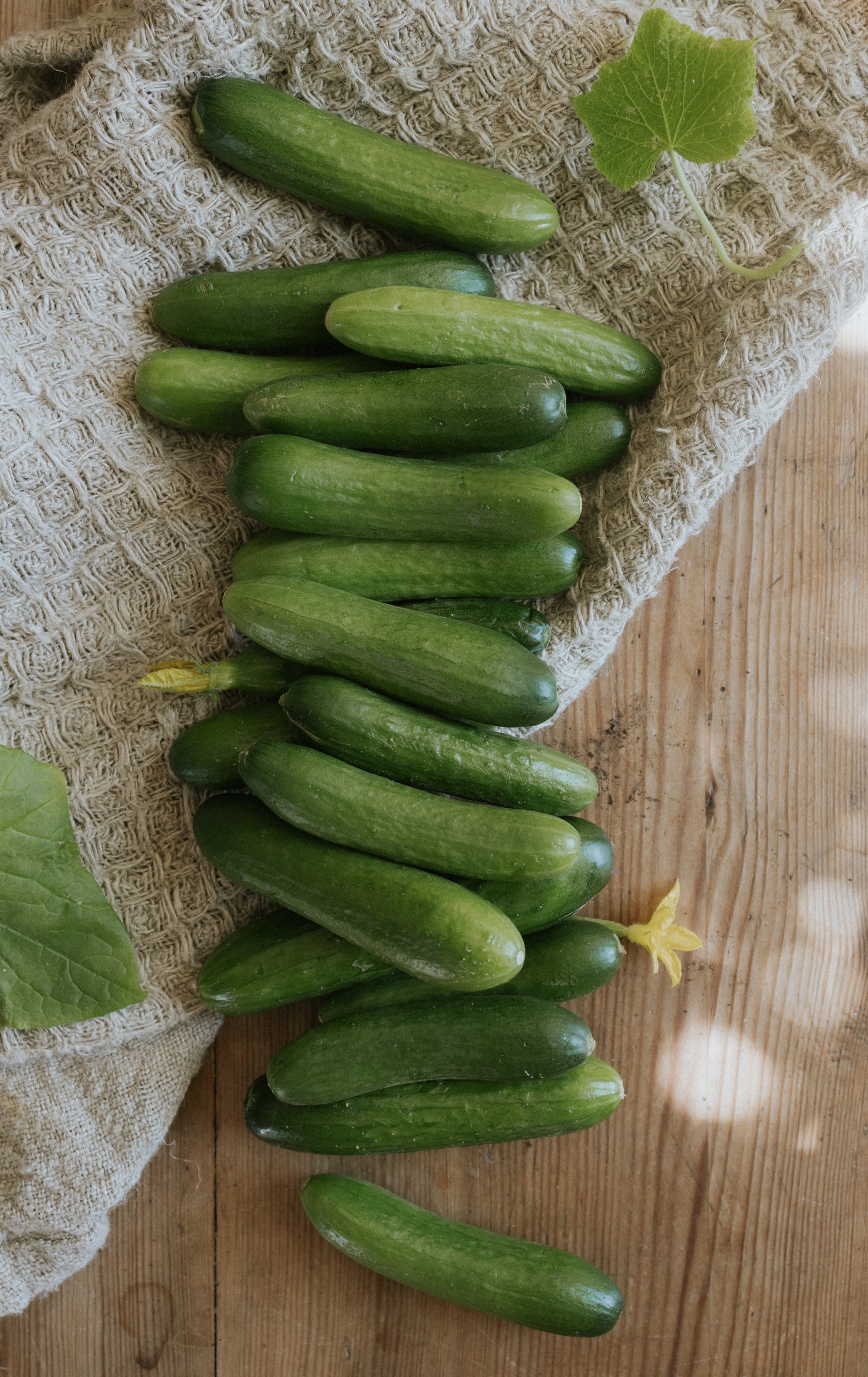 Mini Cucumber - Iznik F1