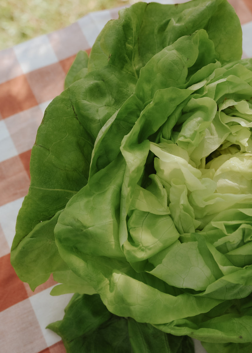 Lettuce - May Queen ECO