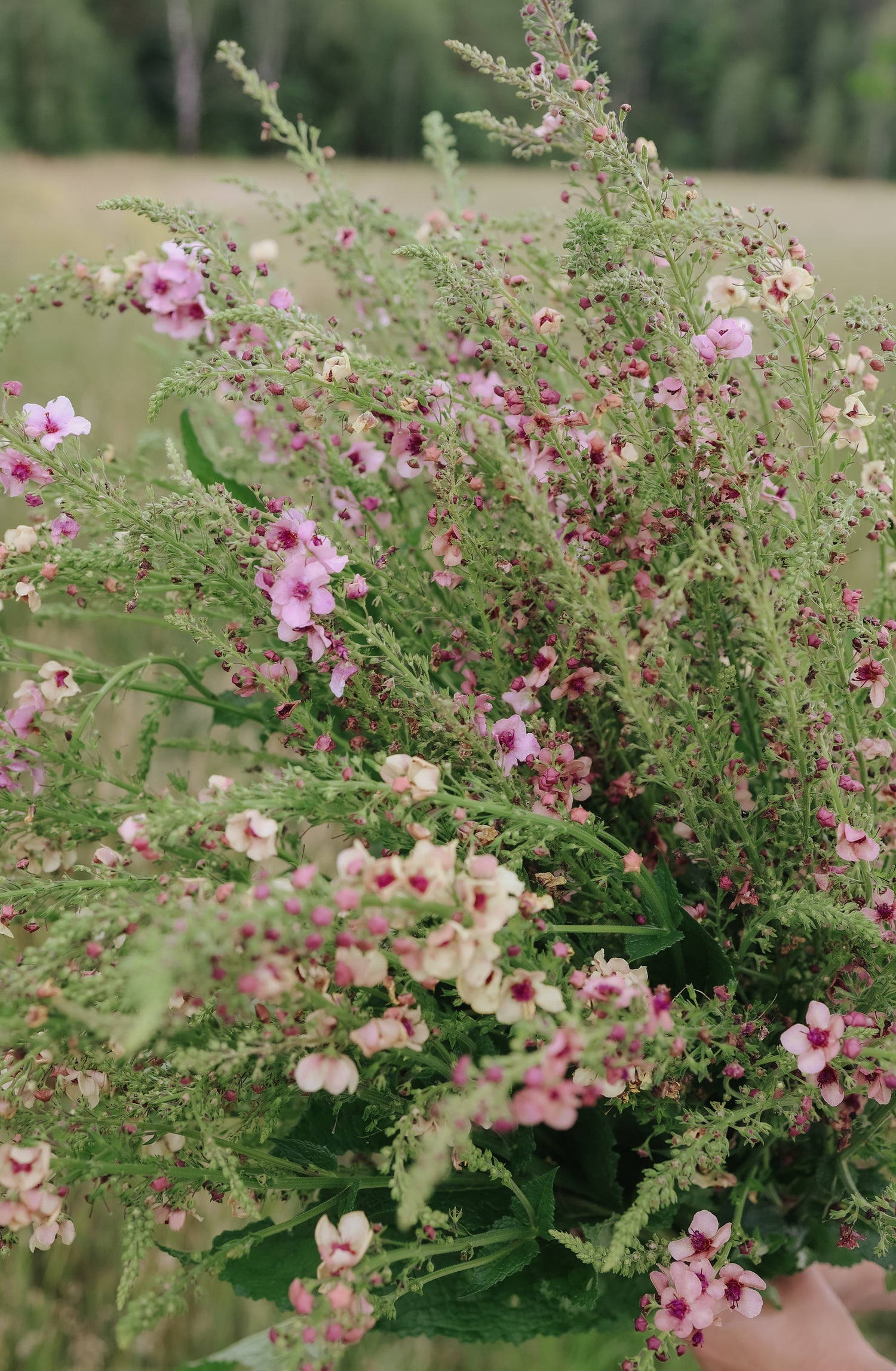 Königskerze - Southern Charm