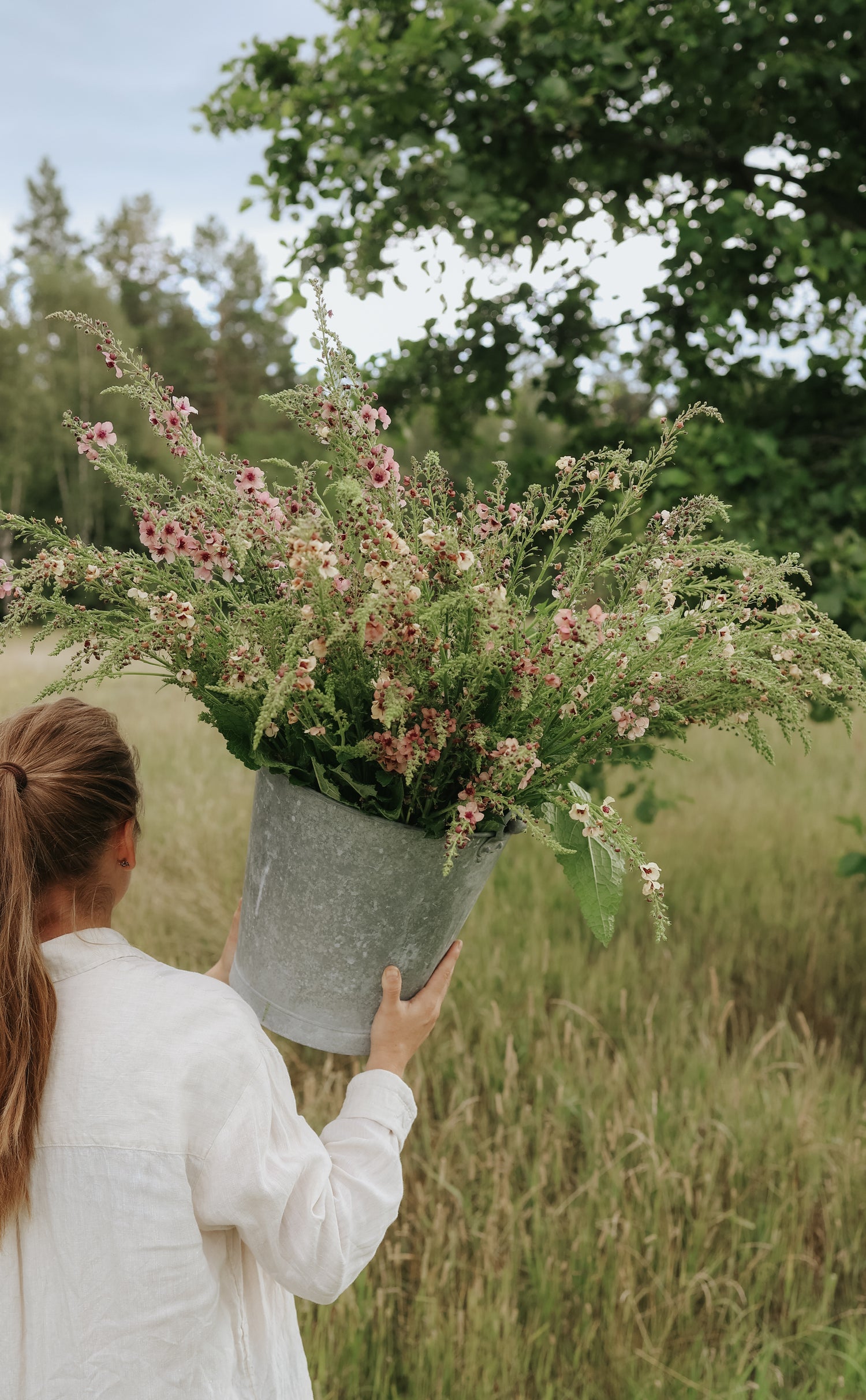 Königskerze - Southern Charm