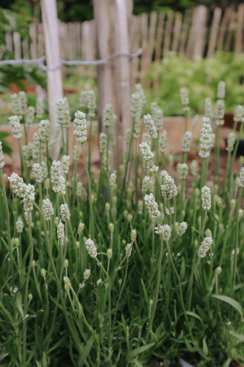 white french lavender plants Lavender seeds - Elegance Snow