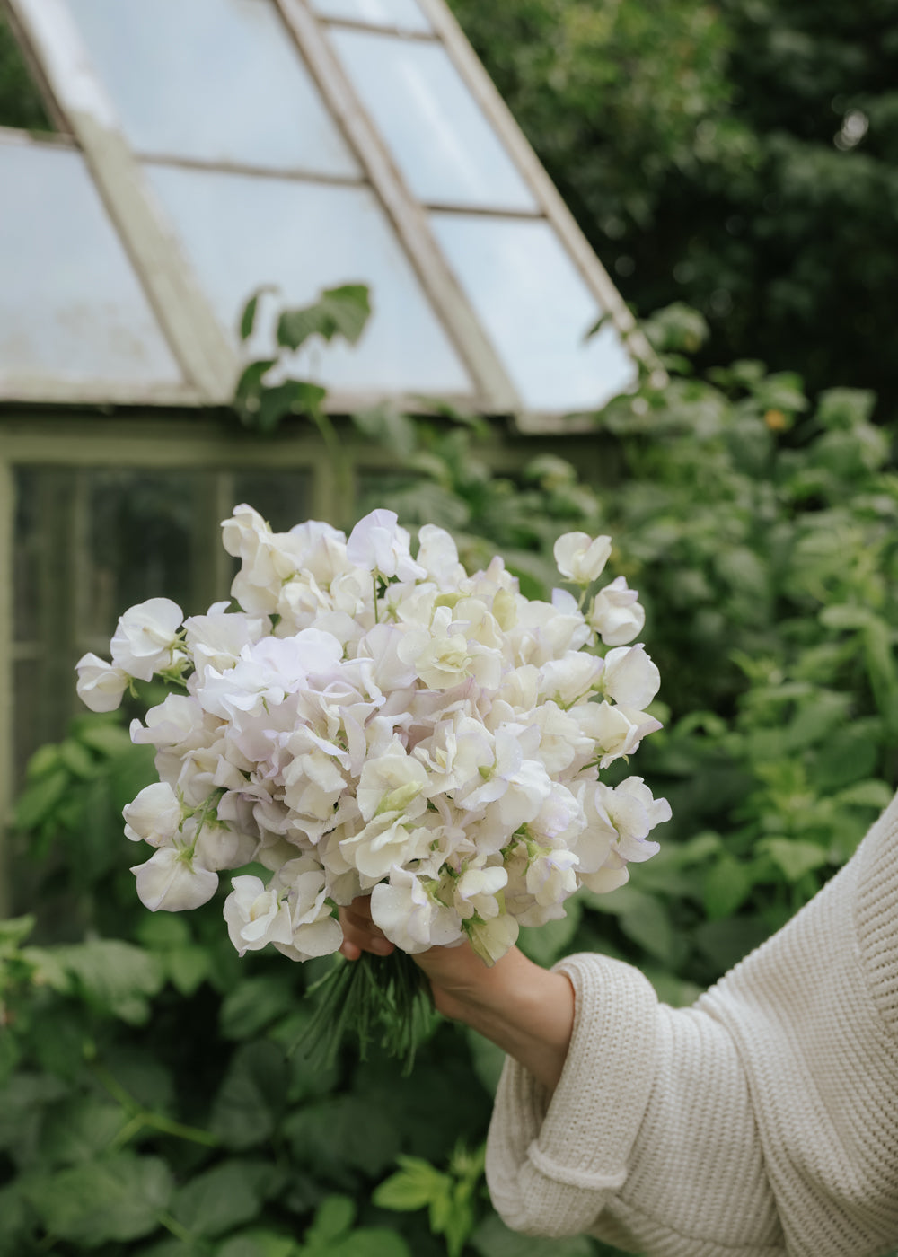 Sweet Pea - Old Times