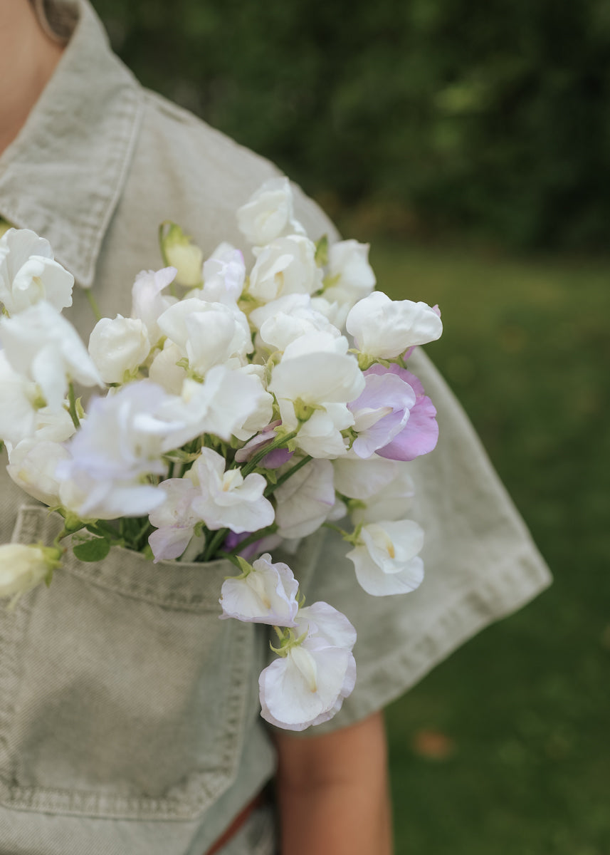 Sweet Pea - Spring Spencer Arthur Hellyer