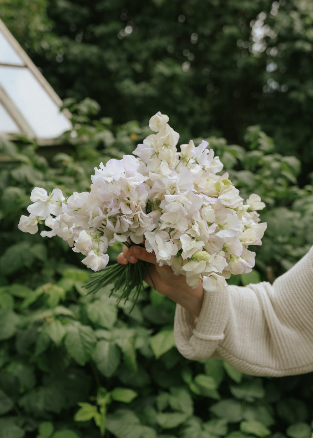 Sweet Pea - Old Times