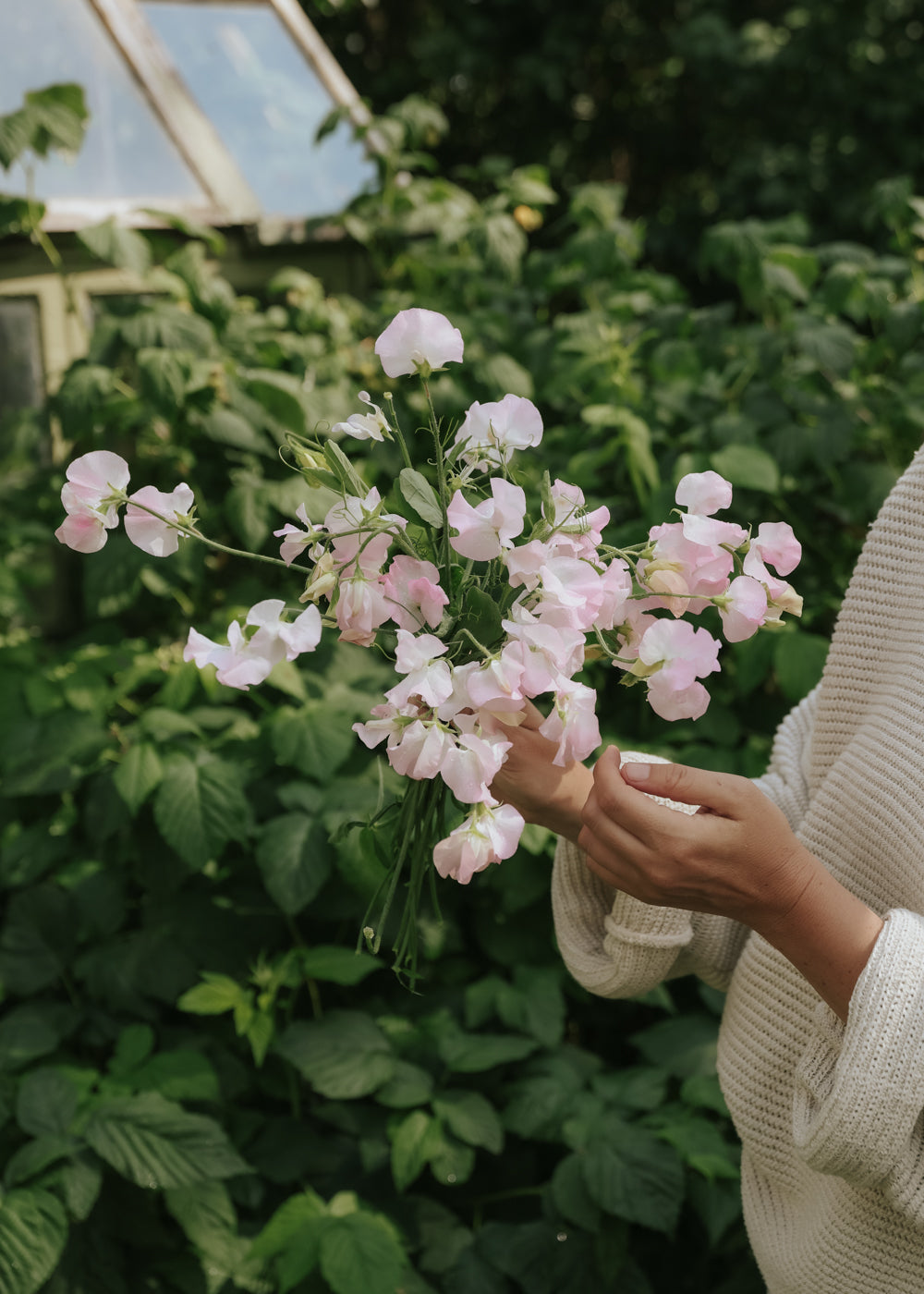 Sweet pea - Spring Sunshine Blush
