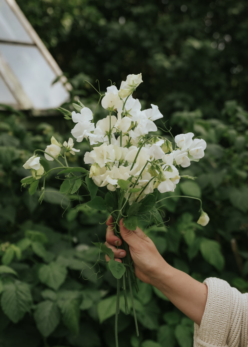 garden sweet pea seeds Sweet pea seeds - Spring Sunshine Cream