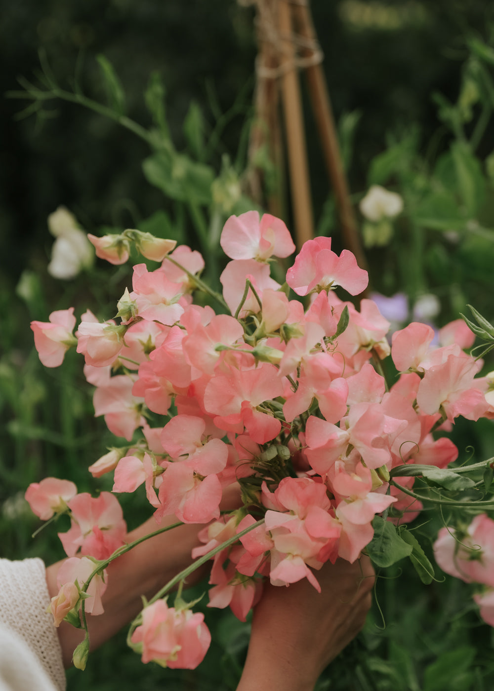 Duftwicke - Spring Sunshine Nancy