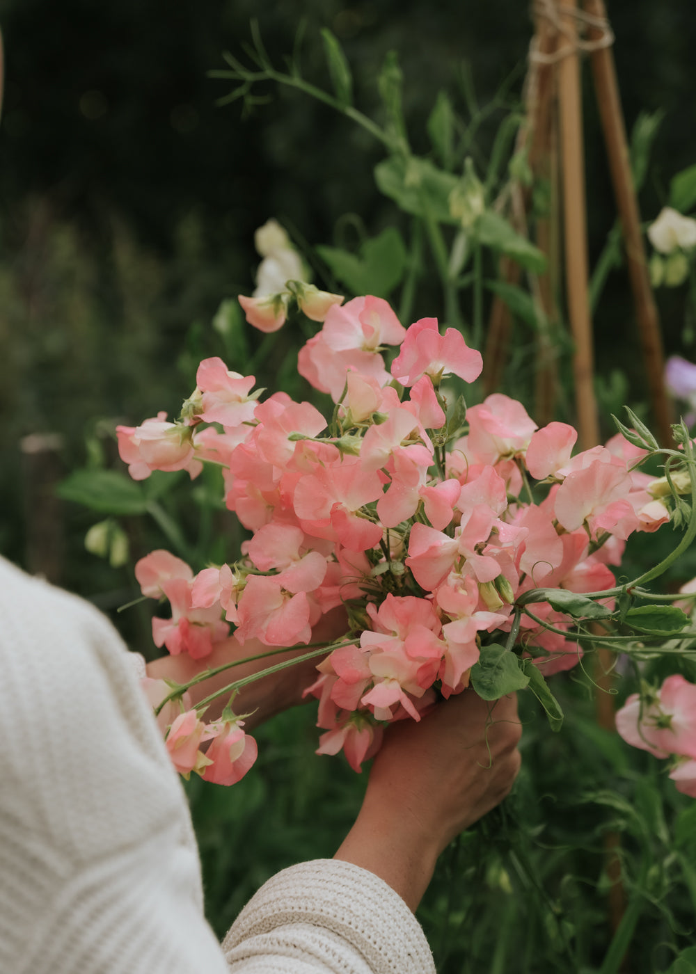 Sweet pea seeds - Spring Sunshine Nancy