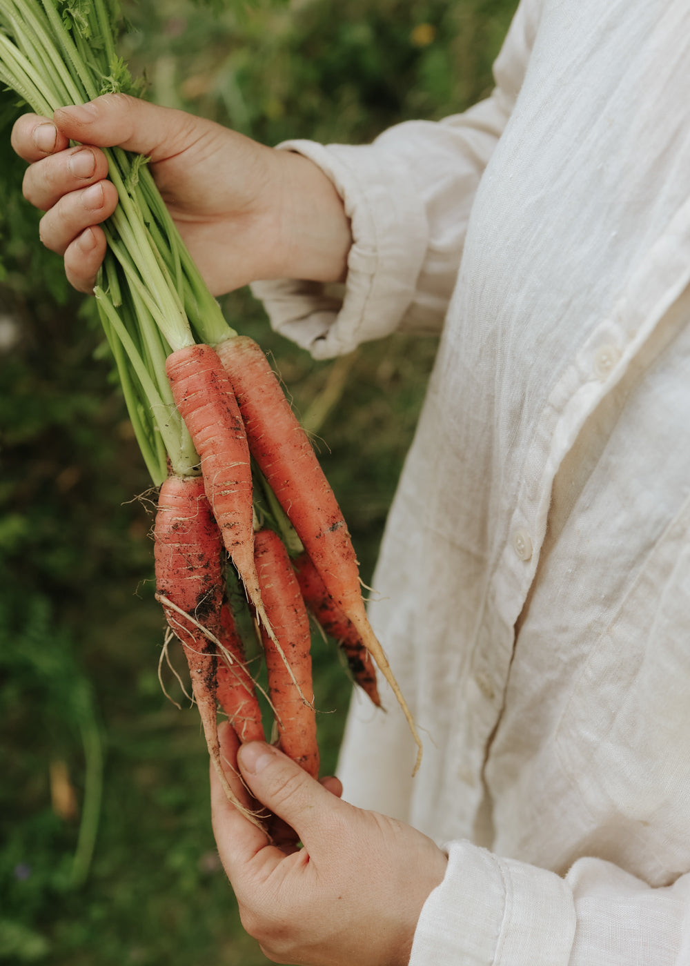 Karotte - Red Sun F1