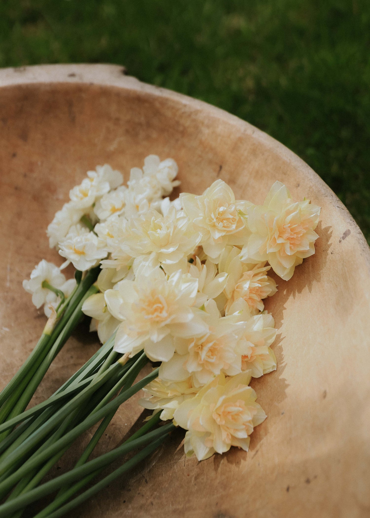 Narcisse - Pom Pom Rose