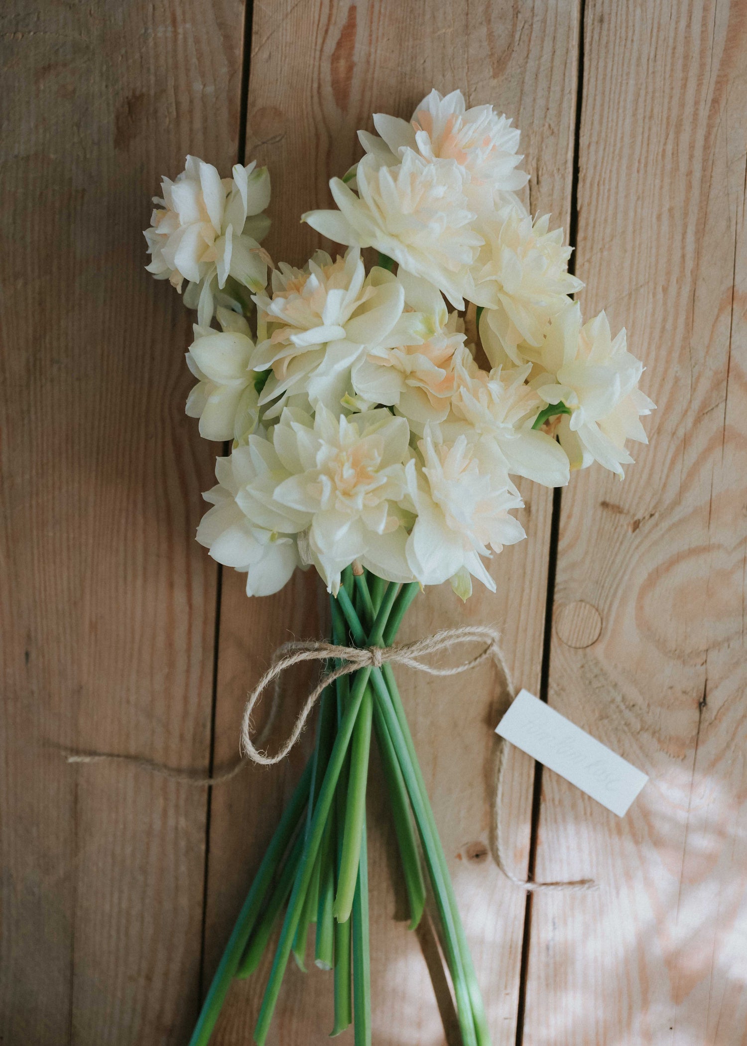 Narcisse - Pom Pom Rose