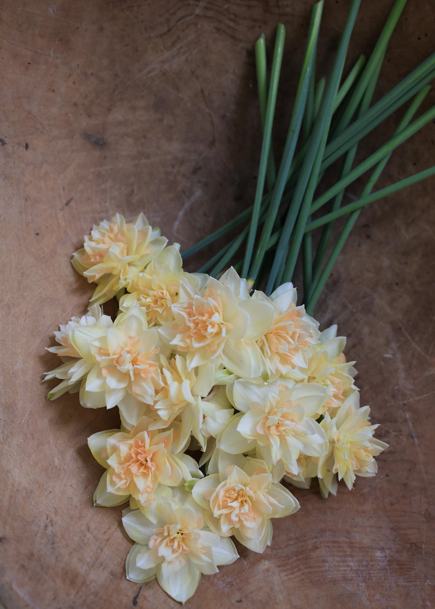 Narcisse - Pom Pom Rose
