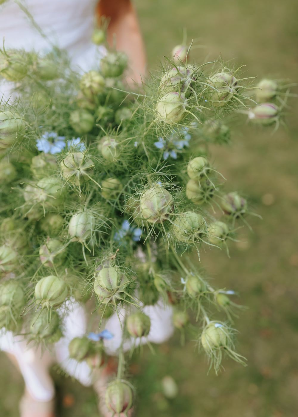 Jungfer im Grünen - Miss Jekyll Sky Blue