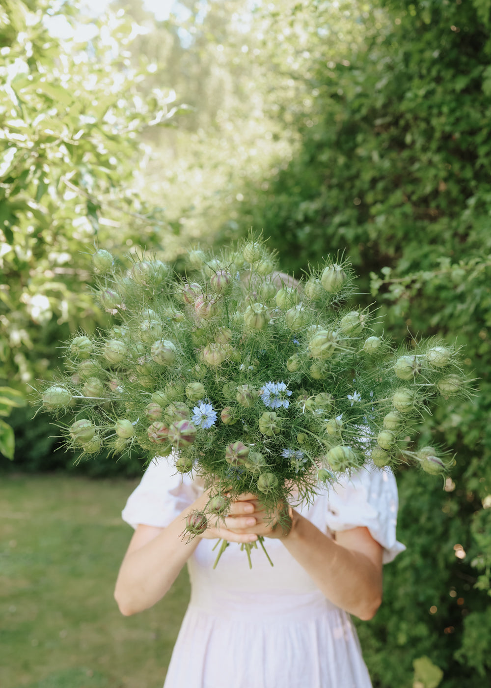 Jungfer im Grünen - Miss Jekyll Sky Blue