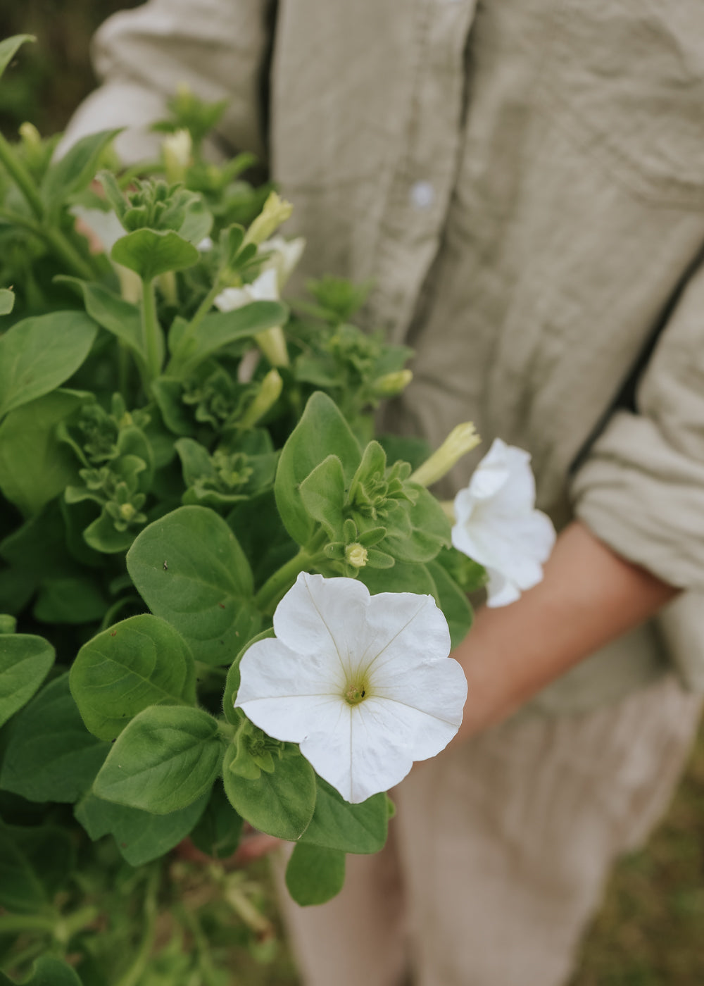 Petunia - Angelica F1