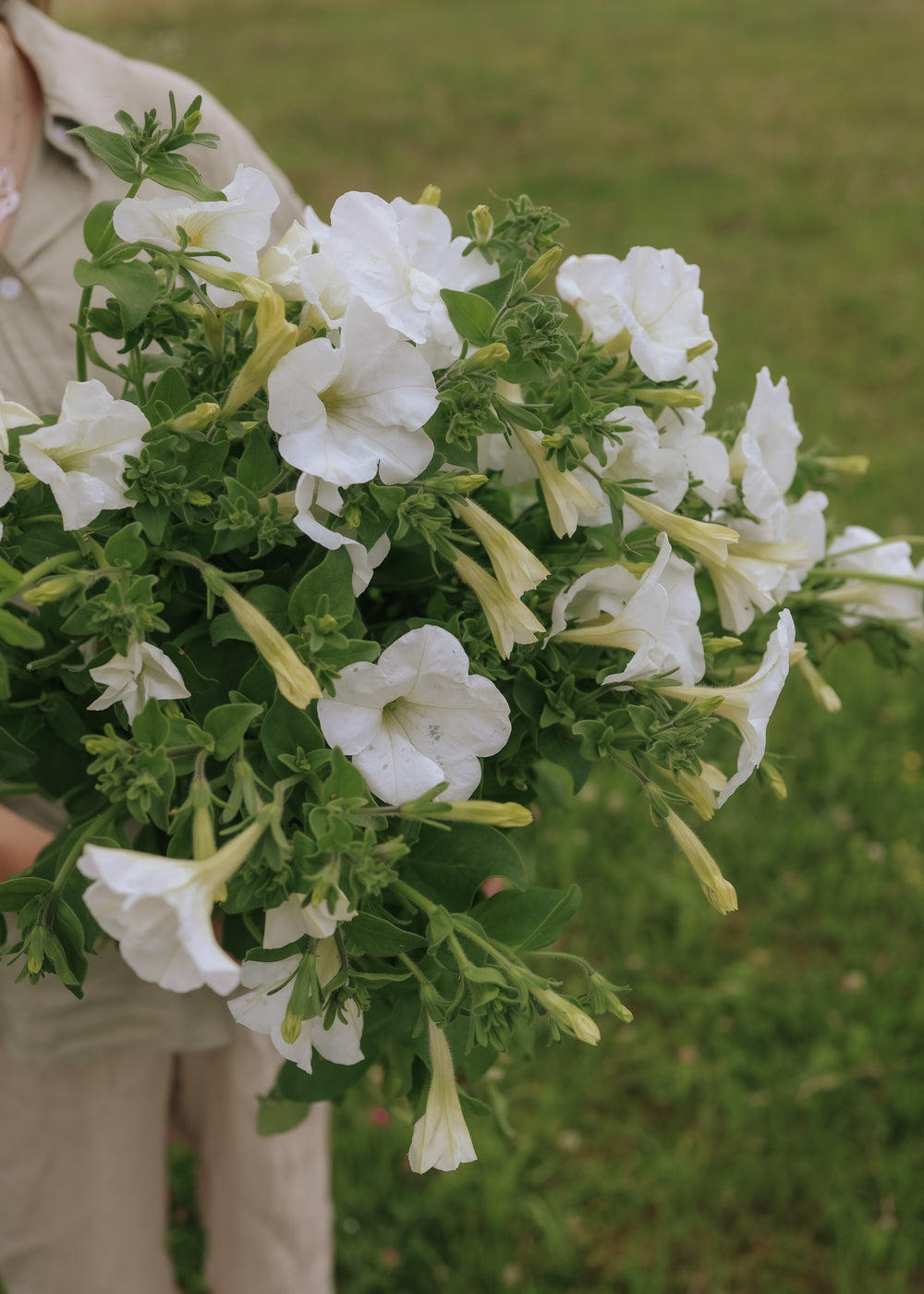 flower seeds petunias Petunia seeds - Avalanche F1
