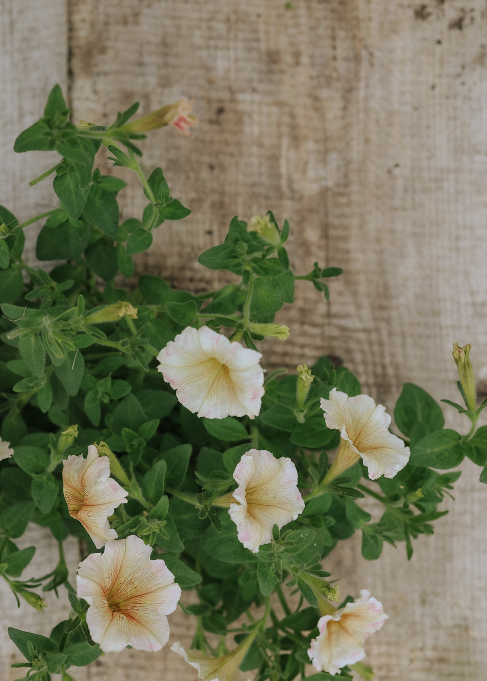 petunia flower seeds online Petunia seeds - Ingrid F1