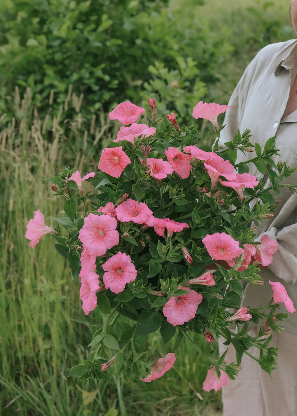 petunia flower seeds online Petunia seeds - Yvette F1
