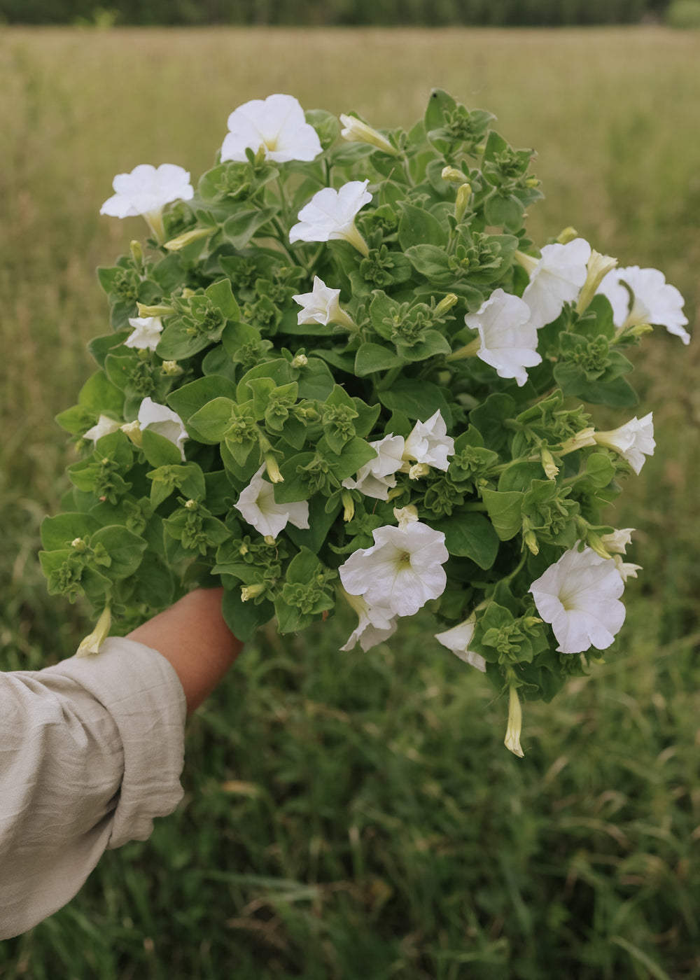 Petunia - Angelica F1