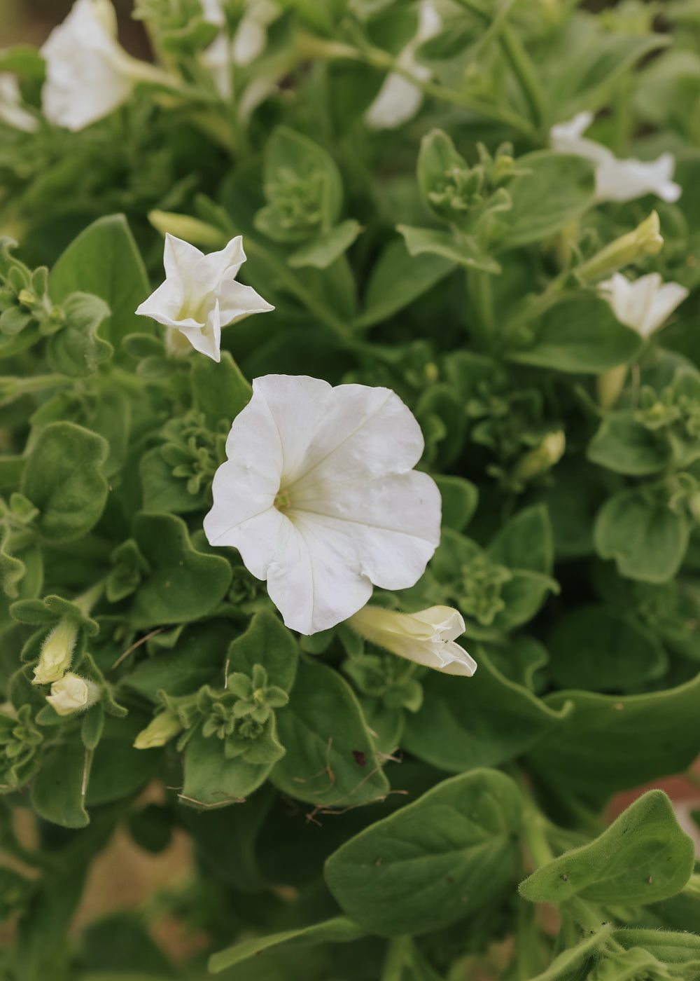 Petunia - Angelica F1