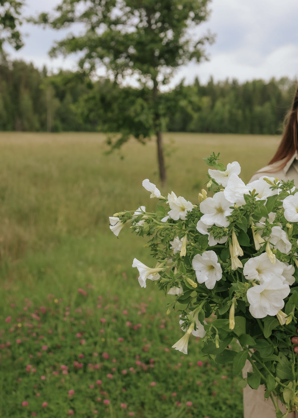 Petunia - Avalanche F1