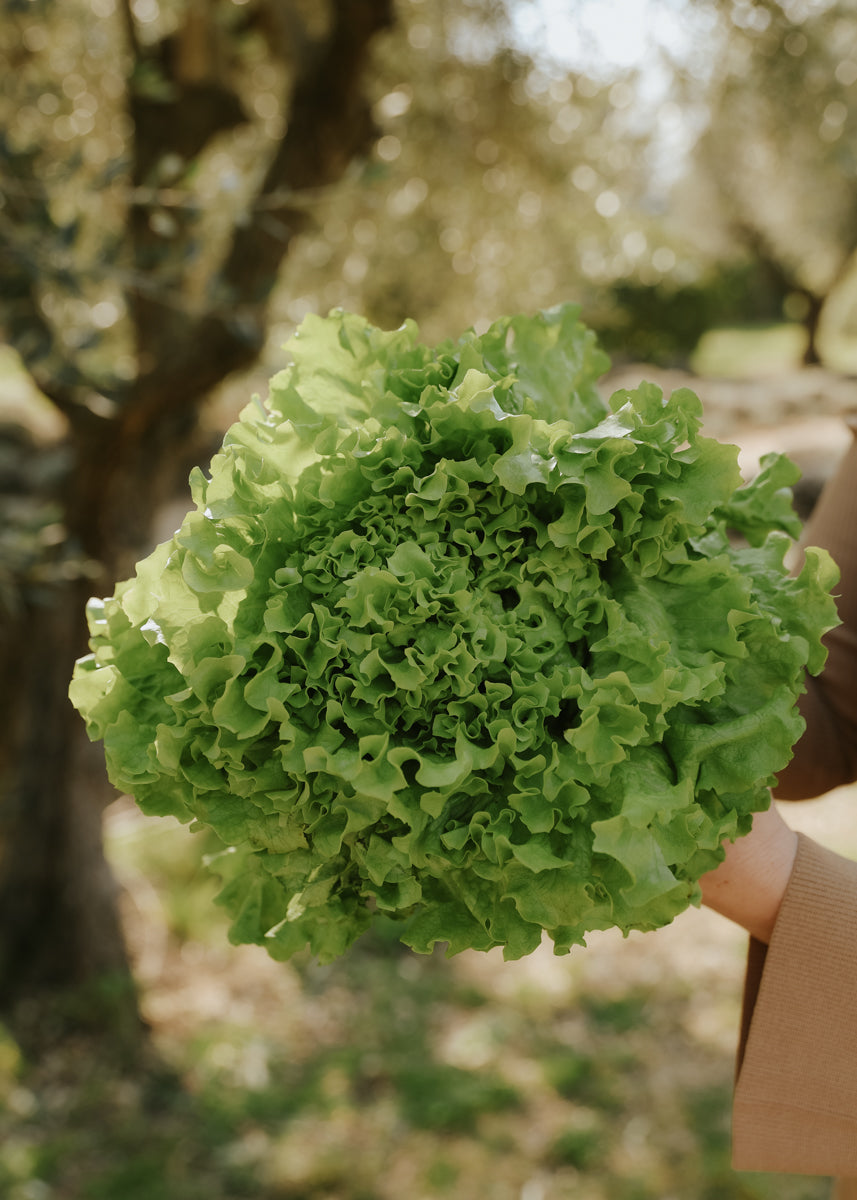 Plocksallat - Salad Bowl EKO