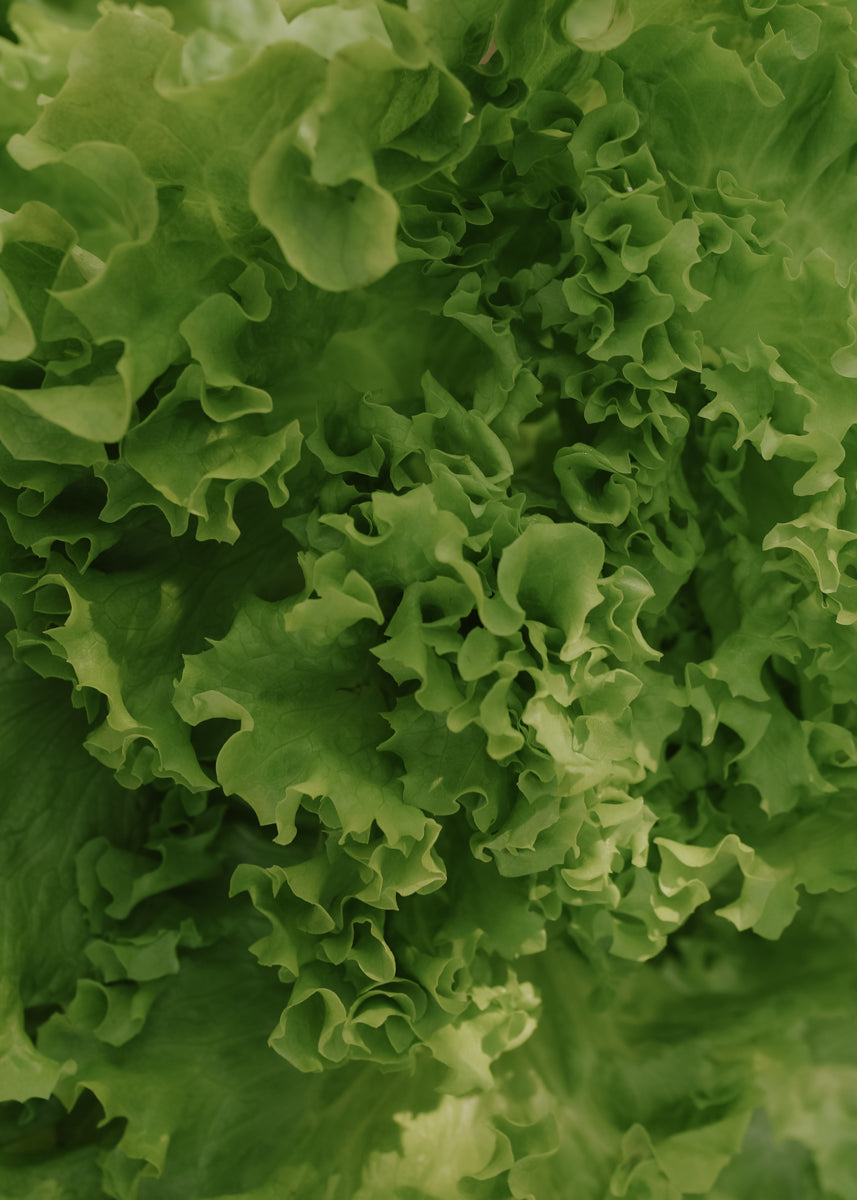 Plocksallat - Salad Bowl EKO