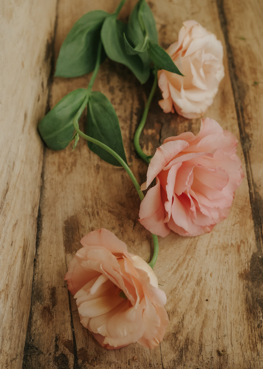 lisianthus flower seeds Lisianthus seeds - Arena Apricot