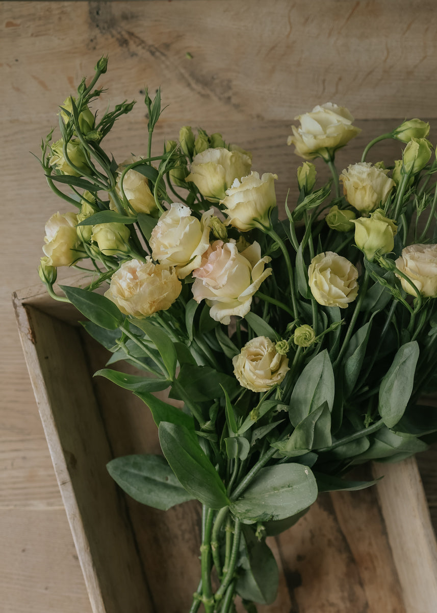 lisianthus flower seeds online Lisianthus seeds - Arena Champagne