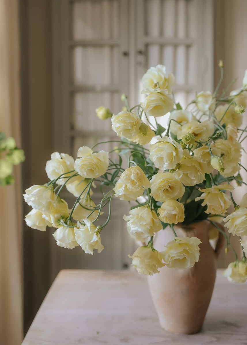 flower seeds lisianthus seeds Lisianthus seeds - Croma Yellow