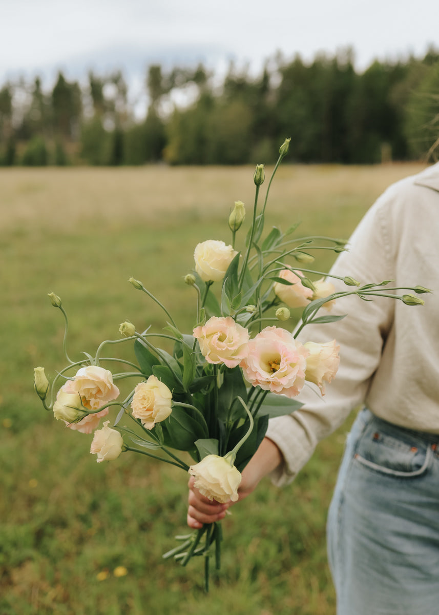 lisianthus flower seeds online Lisianthus seeds - Croma Champagne