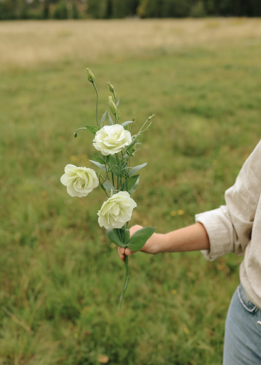 Lisianthus - Mariachi Lime