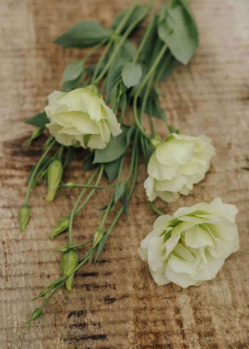 Lisianthus seeds - Mariachi Lime
