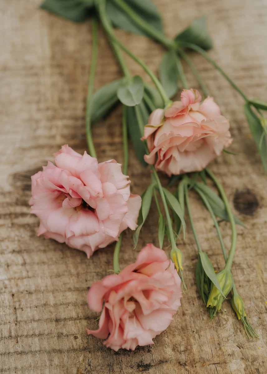 Lisianthus - Rosita Apricot