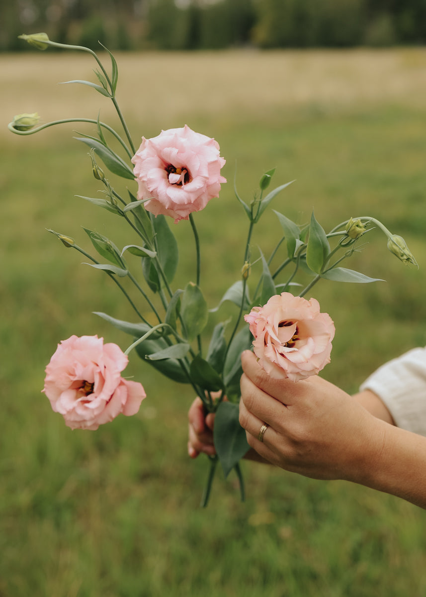 lisianthus flower seed Lisianthus seeds - Rosita Apricot