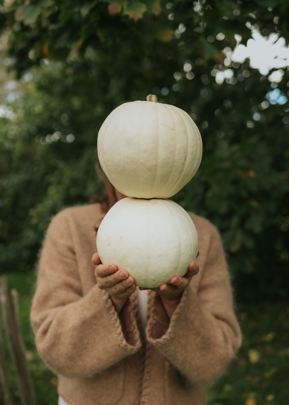 Kürbis - Valenciano