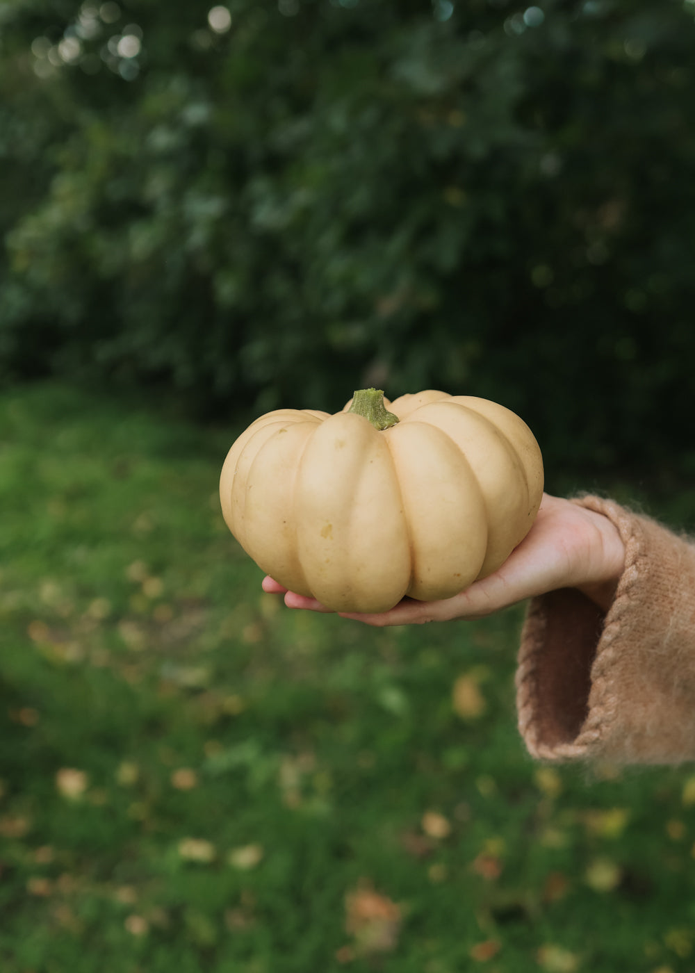 Pumpkin - Autumn Crown F1