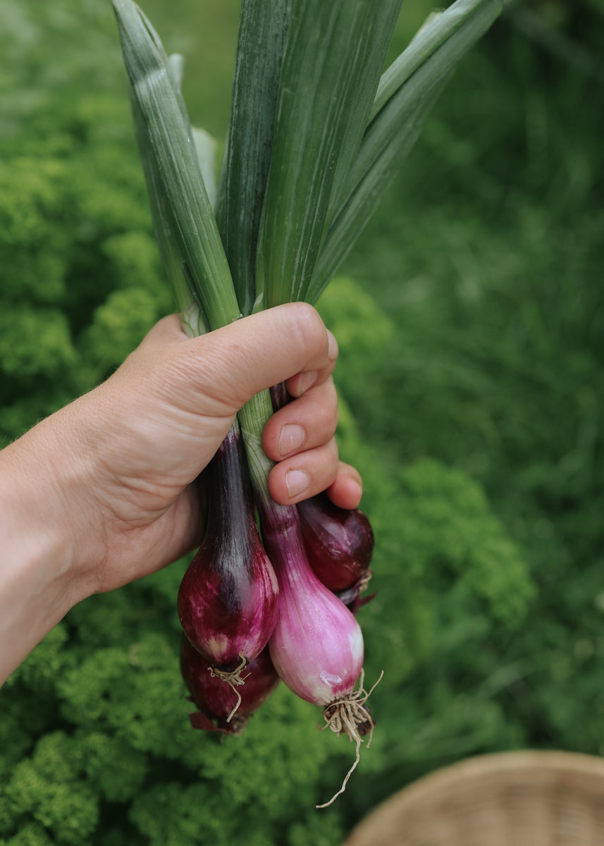 Röd salladslök & Rödlök - Noordhollandse Bloedrode