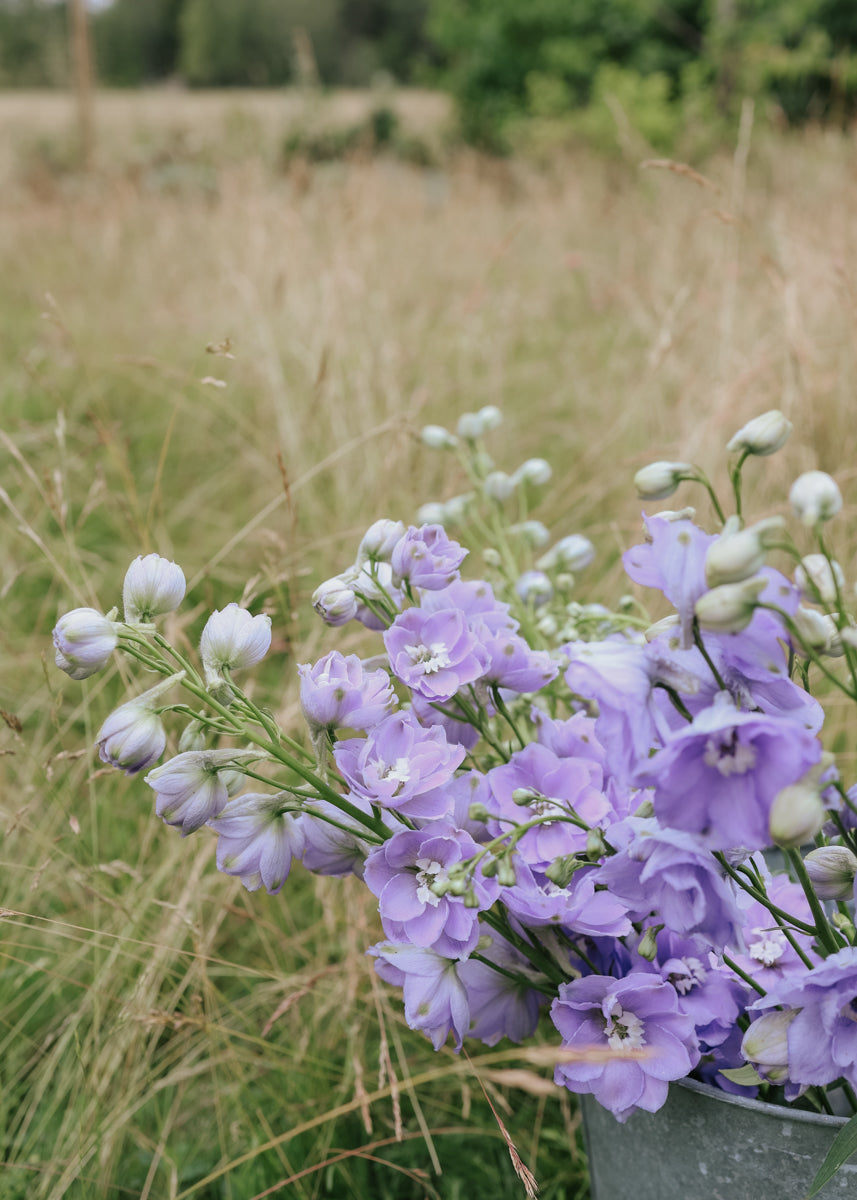 Rittersporn - Candle Lavender Shades