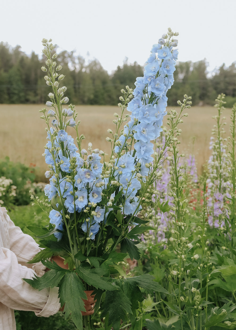 plant delphinium seeds Delphinium seeds - Candle Light Blue Shades
