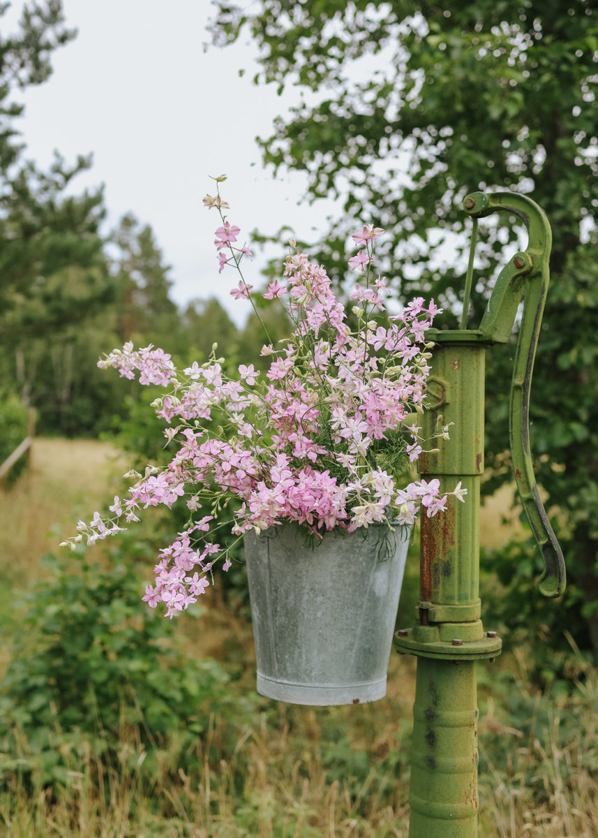 Rittersporn - Fancy Belladonna