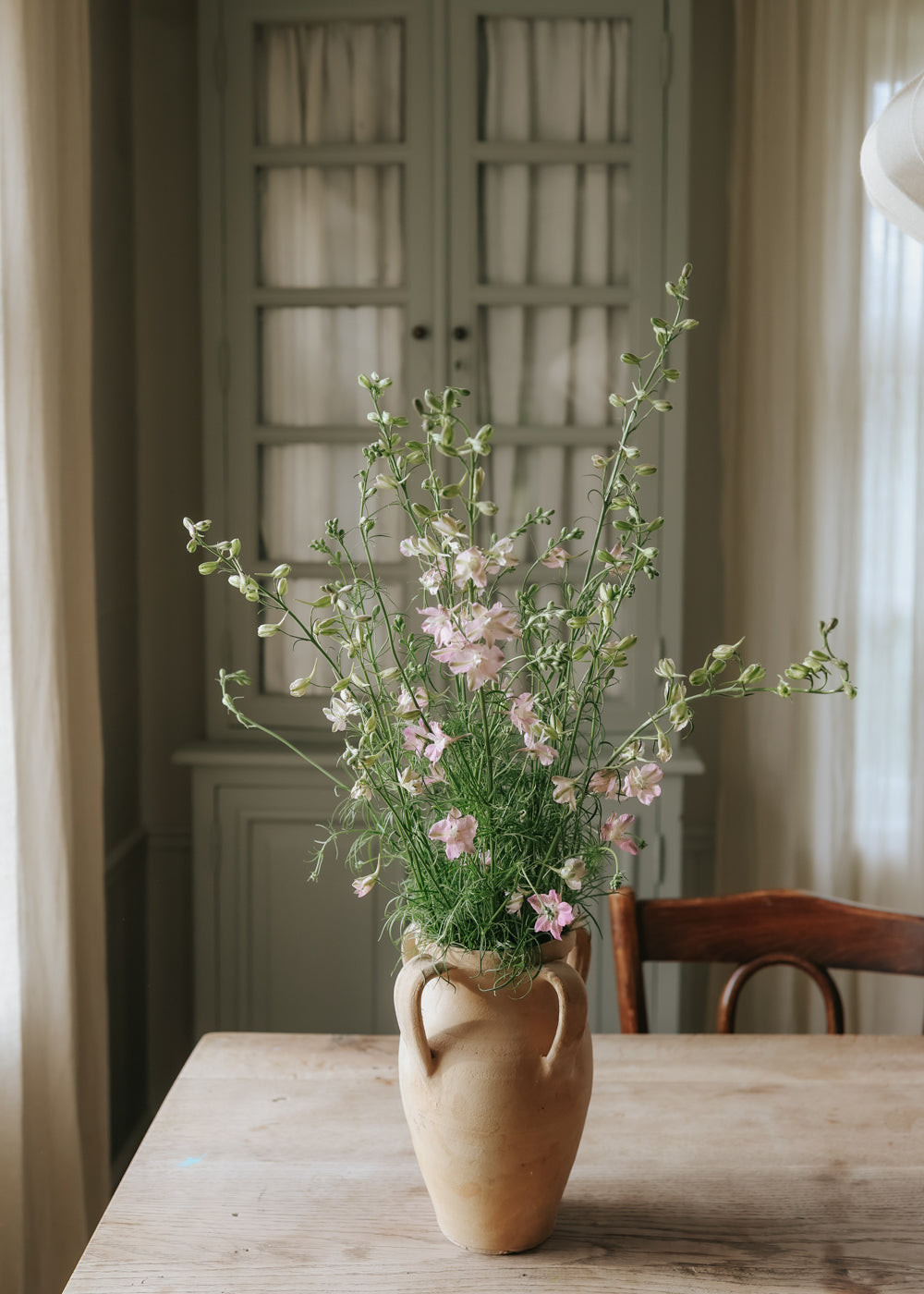 Rittersporn - Fancy Belladonna