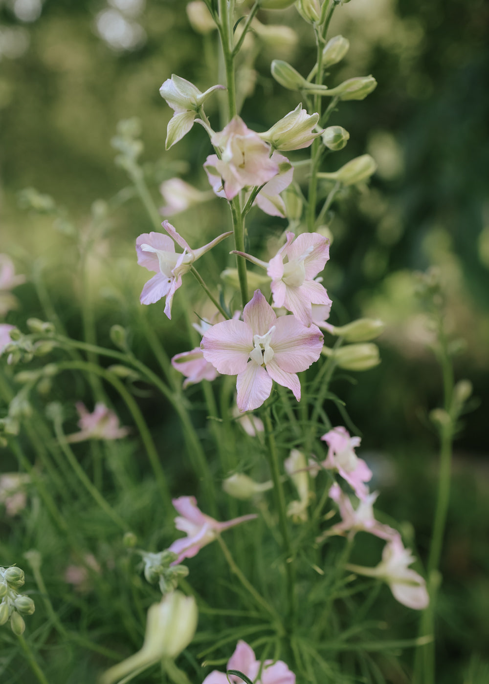 Rittersporn - Fancy Belladonna