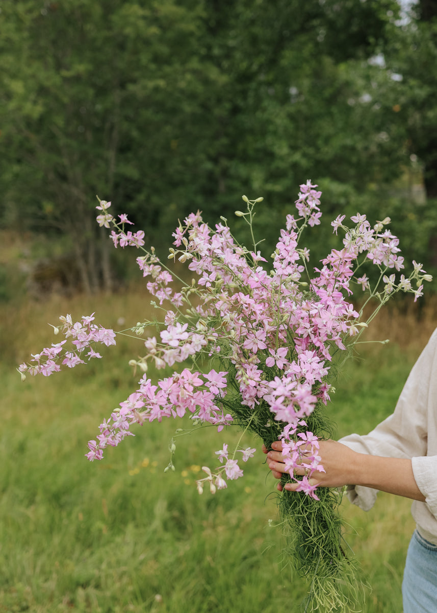 Rittersporn - Fancy Belladonna