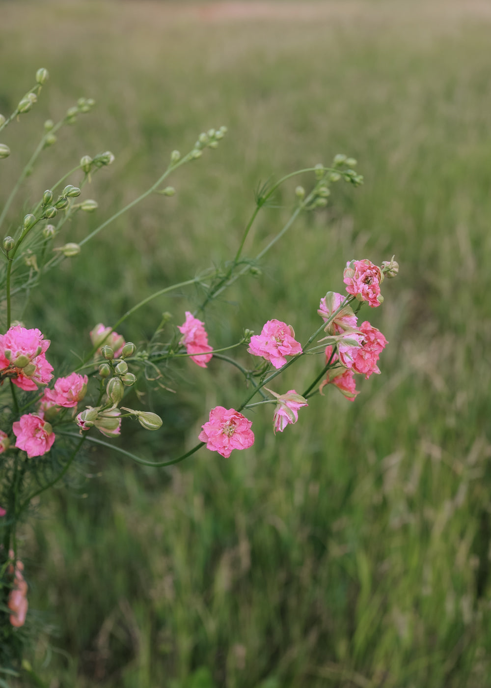 Rittersporn - Imperialis Salmon Beauty