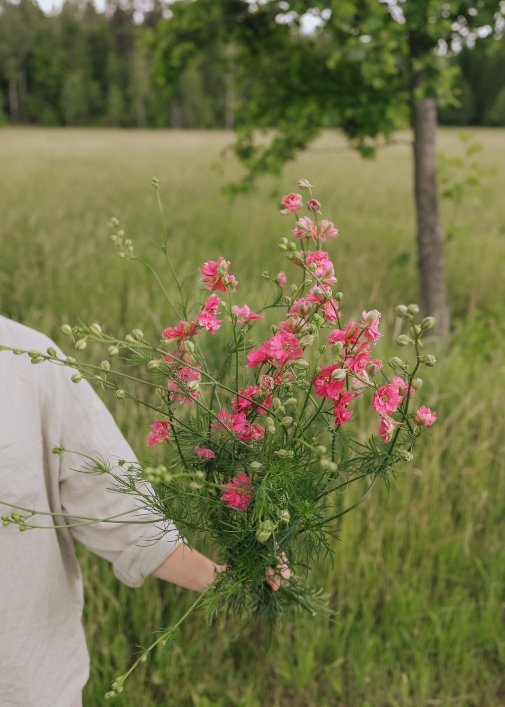 Rittersporn - Imperialis Salmon Beauty