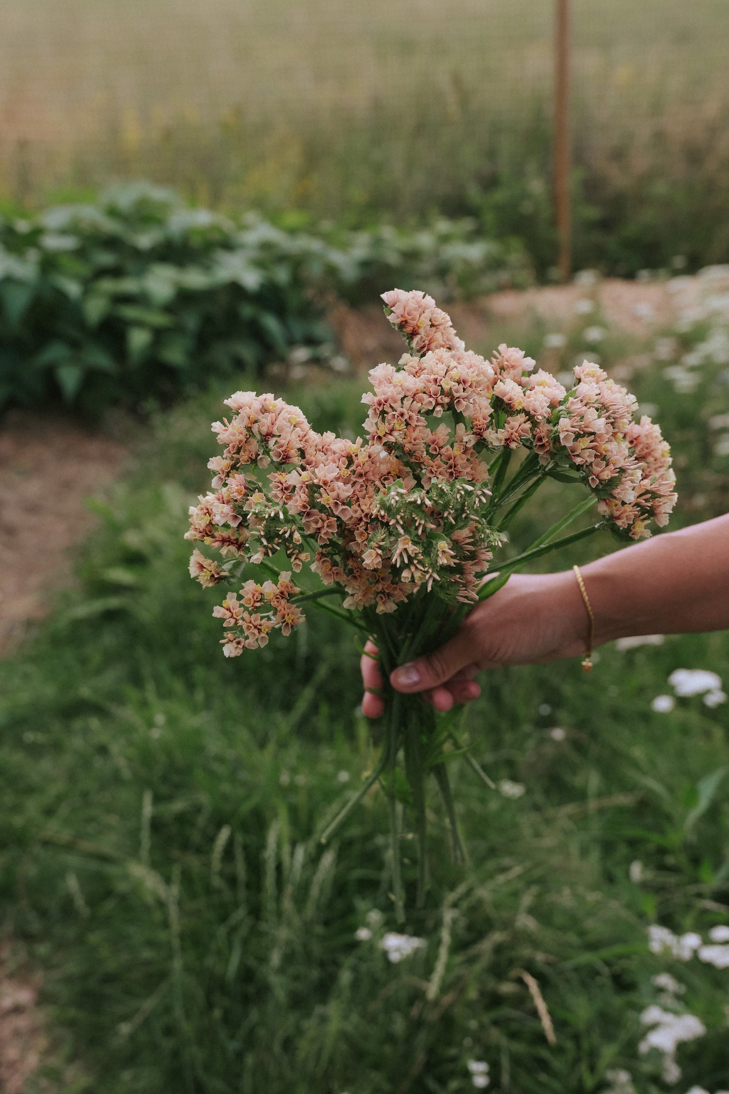 Strandflieder - Fortune Apricot Shades