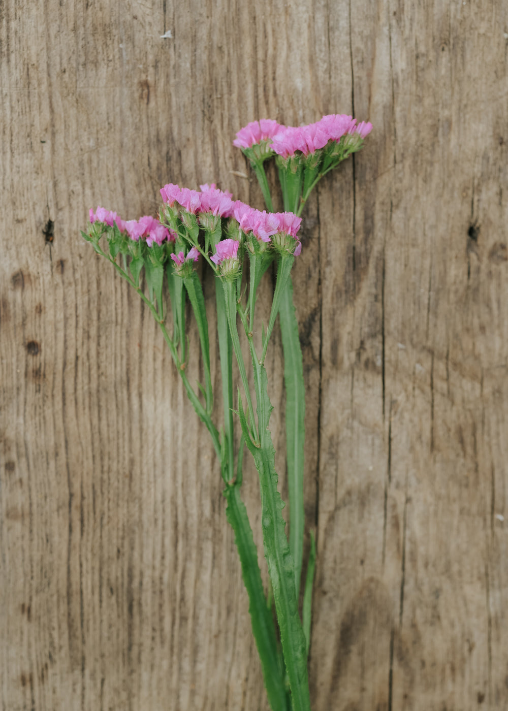 Strandflieder - Qis Rose