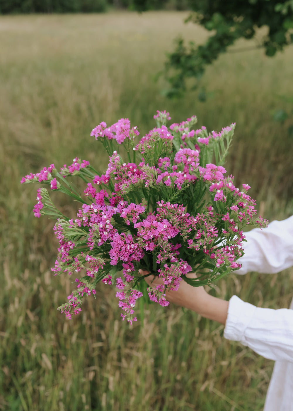 Strandflieder - Qis Rose