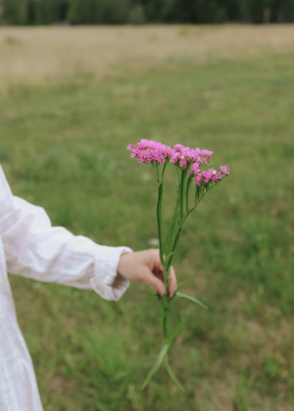 Strandflieder - Qis Rose